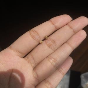 Leaf studs