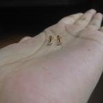 Dainty stone studs
