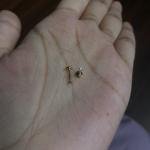 Dainty stone studs